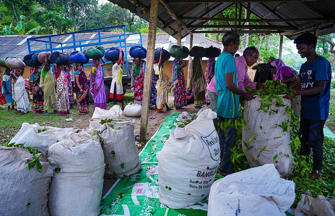 Srimangal Tea Country in Bangladesh